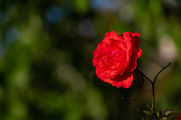 Red rose and black and green background.