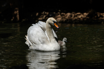 Swan and cygnus swimming in a pond, black background. (Cygnus olor)