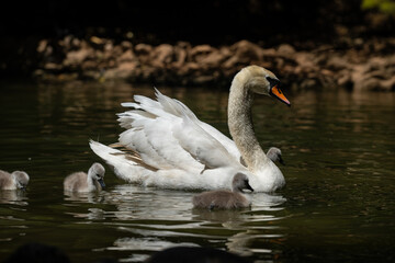 Swan and cygnets swimming in the pond. (Cygnus olor)