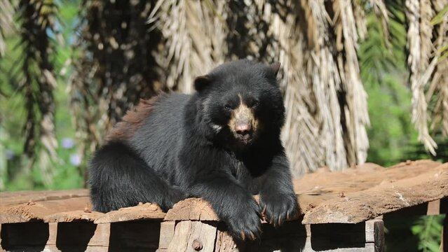Spectacled bear native to South America in close-up and selective focus. (Tremarctos ornatus) on 4k video