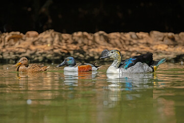 A male knob-billed duck also know as African comb duck and Northern Shoveler.