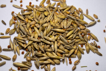 Seeds of oats, wheat, barley, rye and millet. Grass for cats.