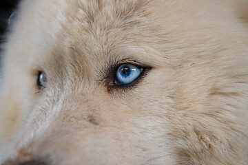 Close-up of a dog's blue-coloured eye.