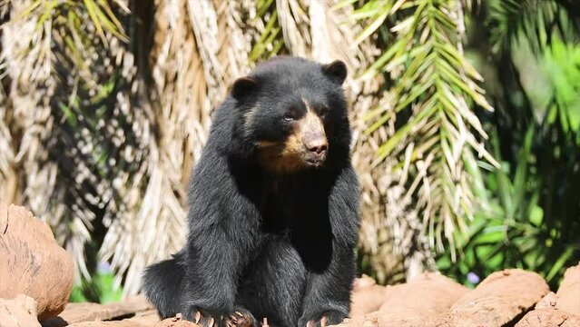 Spectacled bear native to South America in close-up and selective focus. (Tremarctos ornatus) on 4k video
