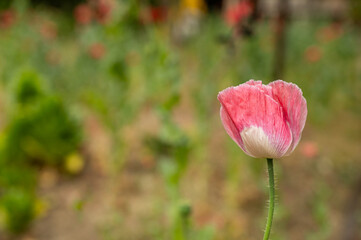 Pink poppy flower and blurred background.