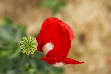Red and white poppy flowers and cones.