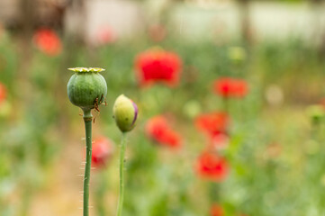 Poppy seed pod with a subtle green background