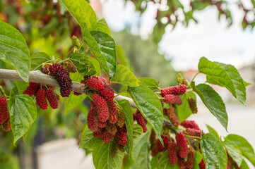 Mulberry tree with green leaves, unripe red-coloured mulberry fruits.