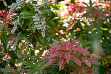 Pieris plants with young red leaves and white flowers, growing near the lake in spring at Leonardslee, Horsham, West Sussex in the south of England.