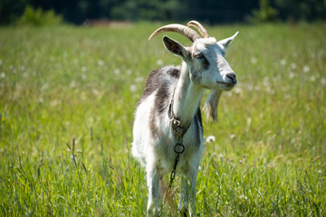 biało-czarna koza wśród zielonej trawy na łące