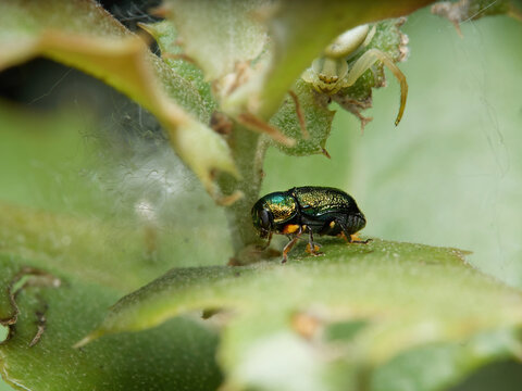 Cryptocephalus