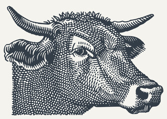 Cow Head. Vintage Woodcut engraving style vector illustration. 