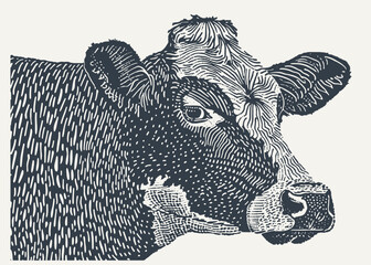Cow Head. Vintage Woodcut engraving style vector illustration. 