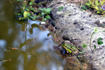 Lake or Pool Frog (Pelophylax lessonae), Marsh frog (Pelophylax ridibundus), edible frog (Pelophylax esculentus) on the edge of the pond. Cute green frog resting on the shore of the pond