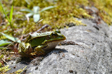 Lake or Pool Frog (Pelophylax lessonae), Marsh frog (Pelophylax ridibundus), edible frog...