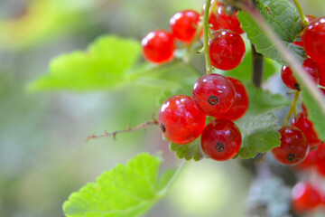 Red currant berries on the branch. Young berries of red currant. Red currant (Ribes spicatum) close up