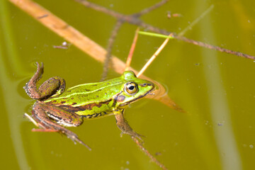 Lake or Pool Frog (Pelophylax lessonae), Marsh frog (Pelophylax ridibundus), edible frog (Pelophylax esculentus) swimming in the pond. 