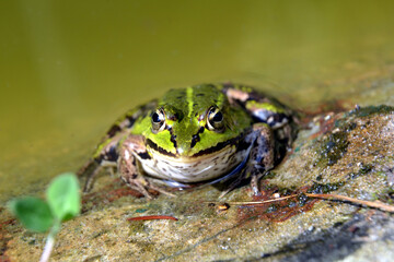 Lake or Pool Frog (Pelophylax lessonae), Marsh frog (Pelophylax ridibundus), edible frog (Pelophylax esculentus) on the edge of the pond. Cute green frog resting on the shore of the pond