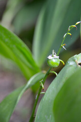 Lily of the valley - Convallaria majalis green berries. Convallaria majalis leaves and fruit