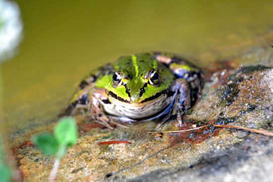 Lake or Pool Frog (Pelophylax lessonae), Marsh frog (Pelophylax ridibundus), edible frog (Pelophylax esculentus) on the edge of the pond. Cute green frog resting on the shore of the pond