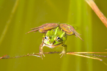 Lake or Pool Frog (Pelophylax lessonae), Marsh frog (Pelophylax ridibundus), edible frog (Pelophylax esculentus) swimming in the pond. 
