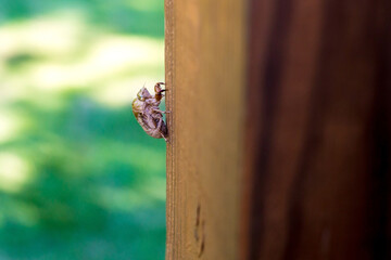 A cicada exoskeleton attached to a wooden post - Powered by Adobe