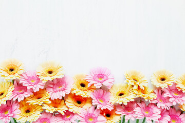 Border of pink and yellow gerberas on a white background. Copy space