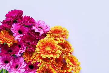 Bouquet of bright colorful gerberas on a lilac background.