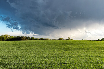A field of winter wheat in the spring with a dark storm cloud.  © Margaret Burlingham
