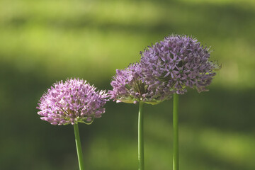 Fototapeta premium purple flowers in spring