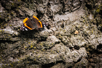 butterfly on bark