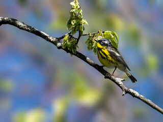 Magnolia Warbler on tree branch in Spring
