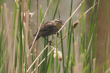 Bird in the reeds
