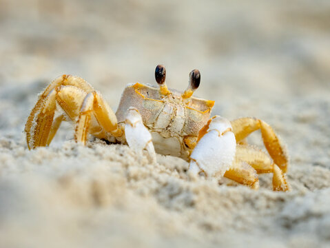 Atlantic ghost crab burying itself in the sand at the beach