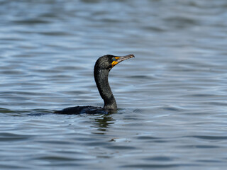 Double-crested Cormorant swimming in the river
