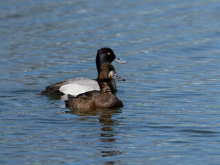 Male and Female Lesser Scaups swimming in the pond