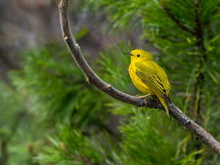 Yellow Warbler on tree branch in Spring