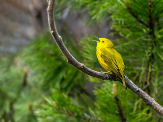 YellYellow Warbler singing on tree branch in Springow Warbler on tree branch in Spring