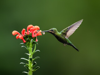 Fototapeta premium Black-throated Brilliant Hummingbird in flight collecting nectar from a red flower against green background