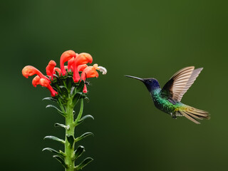 Obraz premium Golden-tailed Sapphire Hummingbird in flight collecting nectar from a red flower against green background