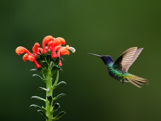Golden-tailed Sapphire Hummingbird  in flight collecting nectar from a red  flower against  green background