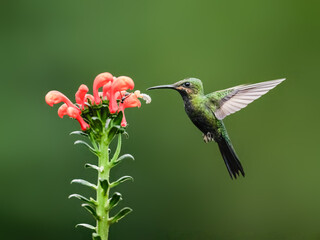 Black-throated Brilliant Hummingbird in flight collecting nectar from a red  flower against  green background
