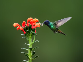 Golden-tailed Sapphire Hummingbird  in flight collecting nectar from a red  flower against  green background