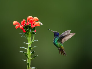 Golden-tailed Sapphire Hummingbird  in flight collecting nectar from a red  flower against  green...