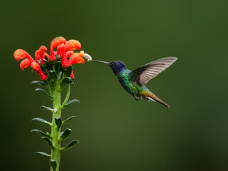 Golden-tailed Sapphire Hummingbird  in flight collecting nectar from a red  flower against  green...