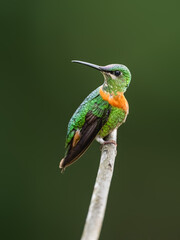 Gould's Jewelfront Hummingbird on a stick against  green background