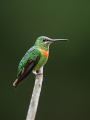 Fototapeta premium Gould's Jewelfront Hummingbird on a stick against green background