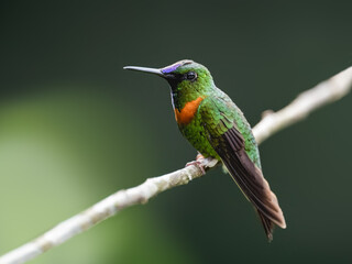 Gould's Jewelfront Hummingbird on a stick against  green background