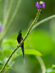 Wire-crested Thorntail Hummingbirds on a plant stem on green background