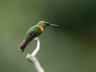 Obraz premium Gould's Jewelfront Hummingbird on a stick against green background